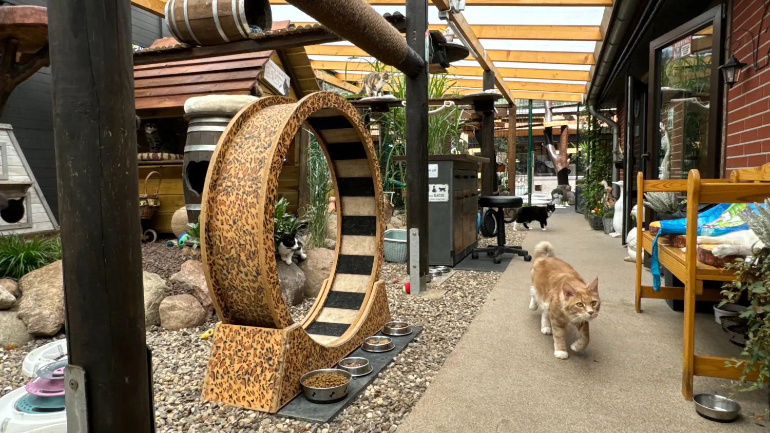 Gehege & Zimmer von Danas Katzenpension