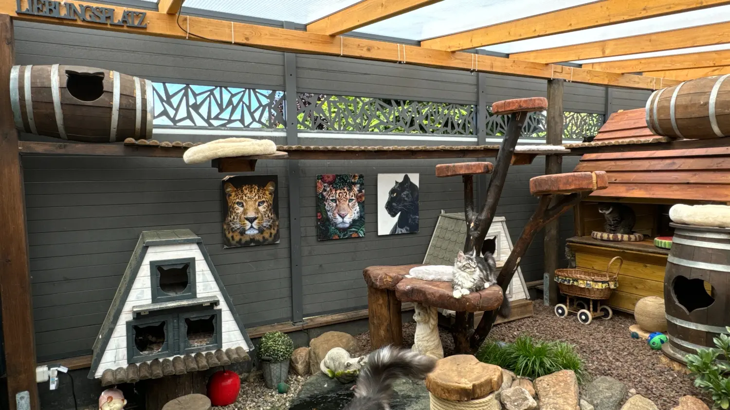 Gehege & Zimmer von Danas Katzenpension